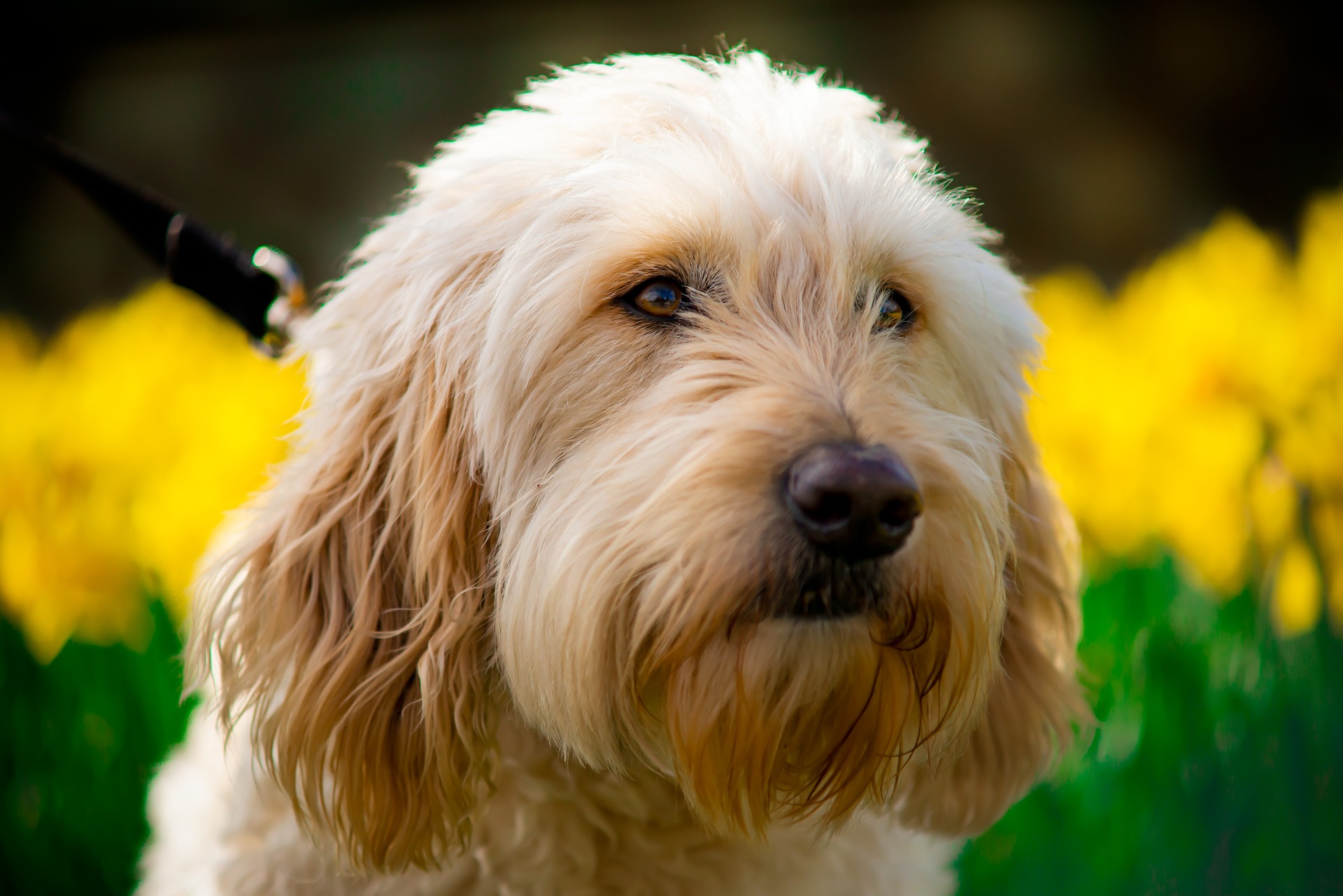 golden-doodle-4073353_1920